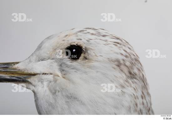 Eye Bird Animal photo references