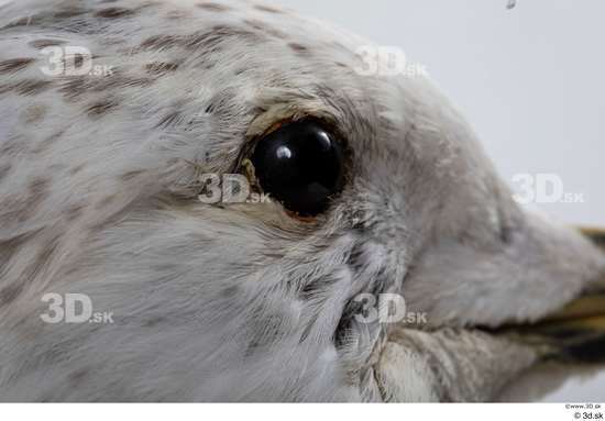 Eye Bird Animal photo references