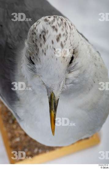 Head Bird Animal photo references