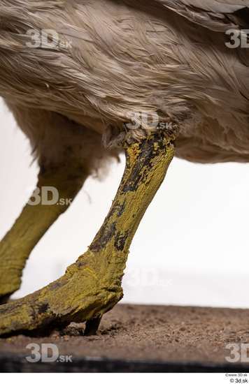 Leg Bird Animal photo references