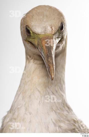 Neck Head Bird Animal photo references