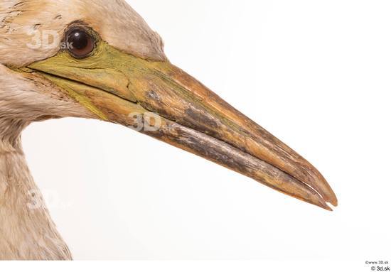 Head Bird Animal photo references