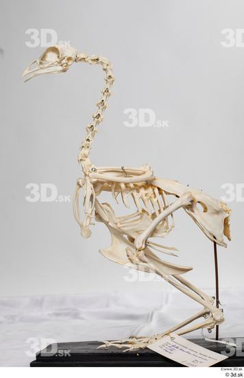 Skeleton Bird Animal photo references