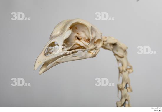 Skeleton Bird Animal photo references