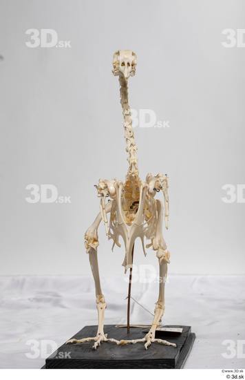 Skeleton Bird Animal photo references