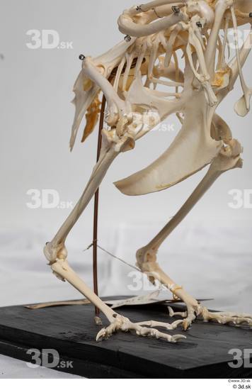 Skeleton Bird Animal photo references