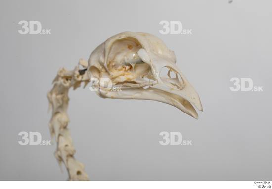 Skeleton Bird Animal photo references