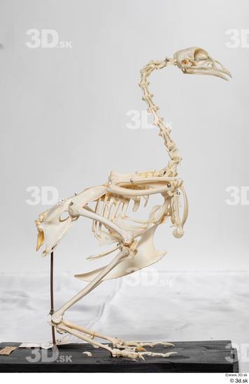 Skeleton Bird Animal photo references