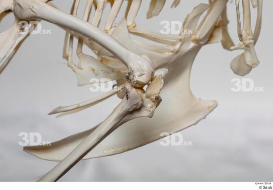 Skeleton Bird Animal photo references