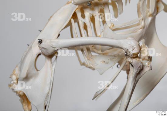 Skeleton Bird Animal photo references