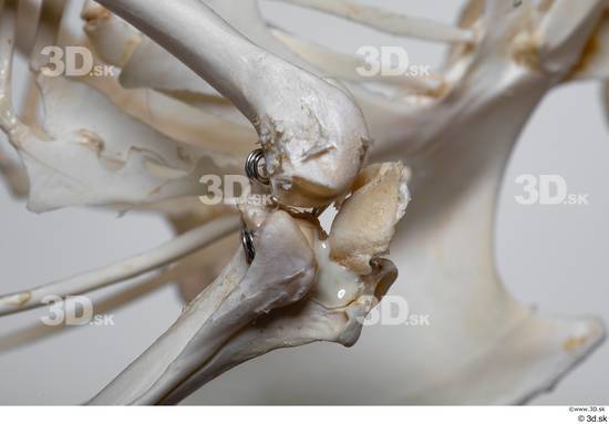 Skeleton Bird Animal photo references