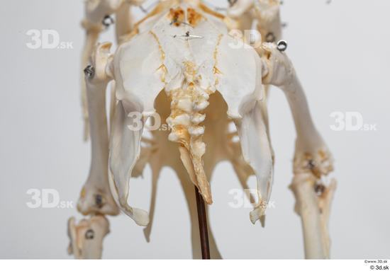 Skeleton Bird Animal photo references