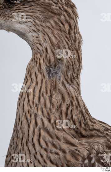 Neck Bird Animal photo references