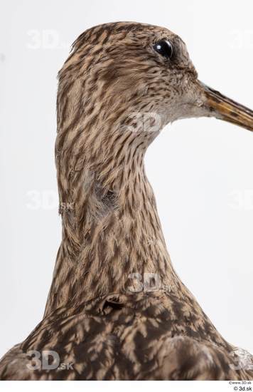 Neck Head Bird Animal photo references