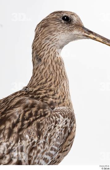 Neck Bird Animal photo references