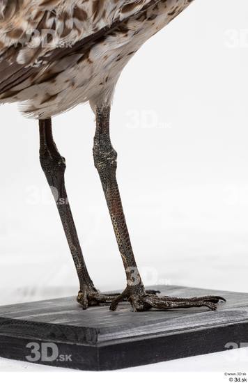 Leg Bird Animal photo references