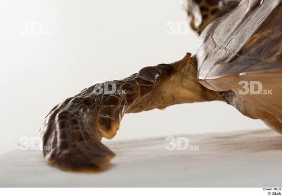 Leg Turtles Animal photo references