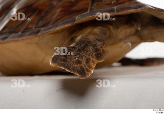 Leg Turtles Animal photo references