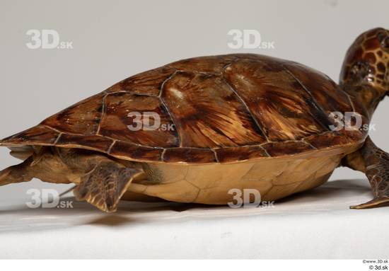 Back Turtles Animal photo references