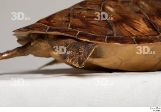 Leg Turtles Animal photo references