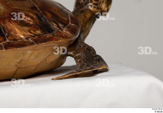 Leg Turtles Animal photo references