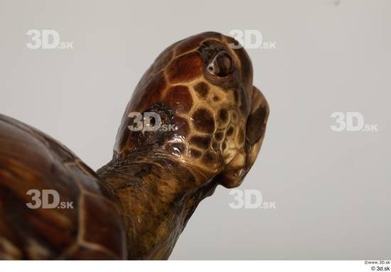 Head Turtles Animal photo references