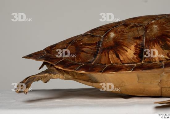 Leg Turtles Animal photo references