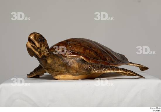 Whole Body Turtles Animal photo references