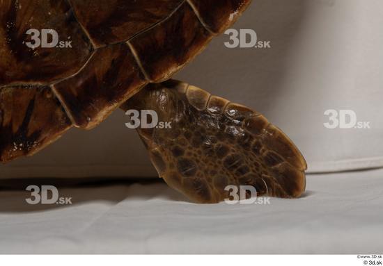 Leg Turtles Animal photo references