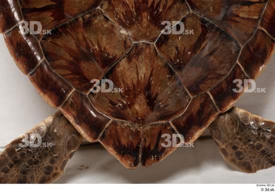 Back Turtles Animal photo references