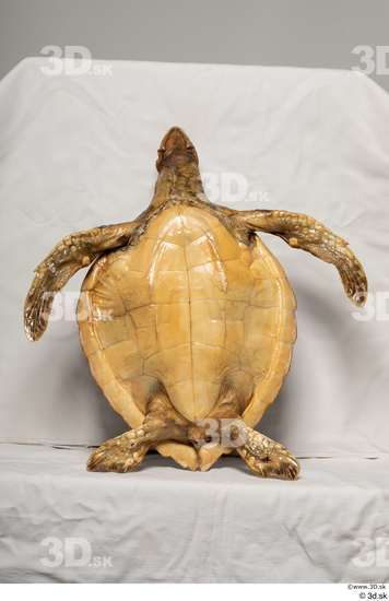 Whole Body Turtles Animal photo references