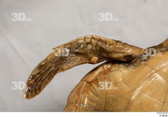 Leg Turtles Animal photo references