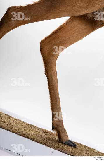 Leg Deer Animal photo references