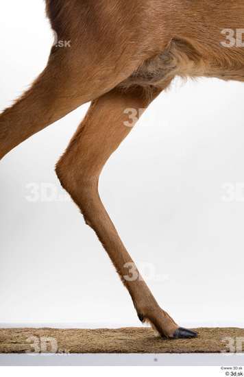 Leg Deer Animal photo references