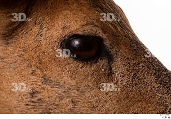 Eye Deer Animal photo references