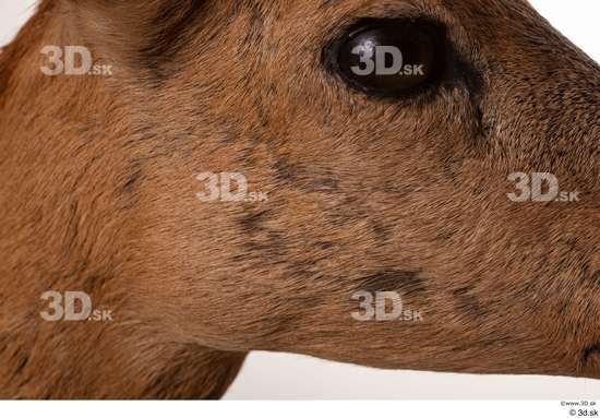 Cheek Head Deer Animal photo references