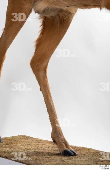 Leg Deer Animal photo references