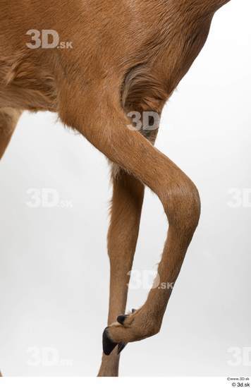 Leg Deer Animal photo references