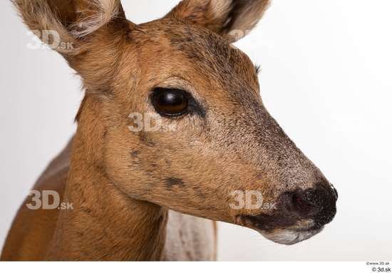 Head Deer Animal photo references