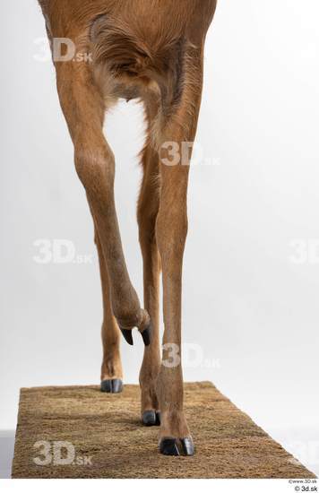 Leg Deer Animal photo references