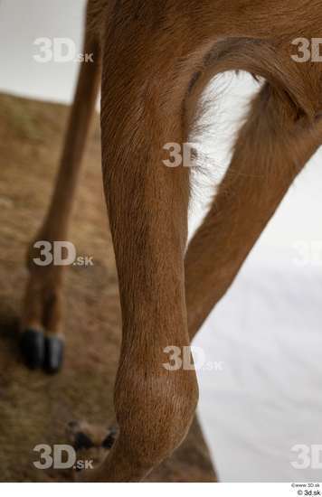 Leg Deer Animal photo references