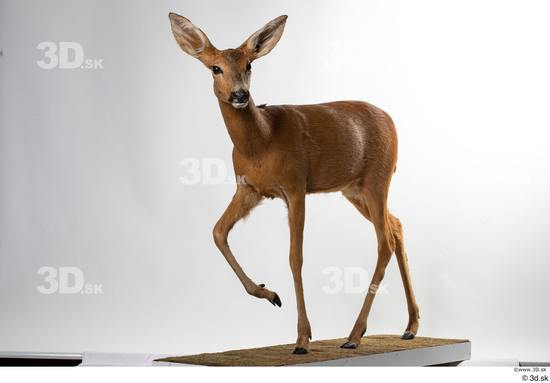 Whole Body Deer Animal photo references