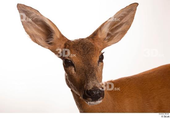 Head Deer Animal photo references