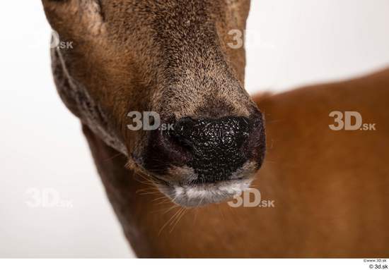 Mouth Nose Deer Animal photo references