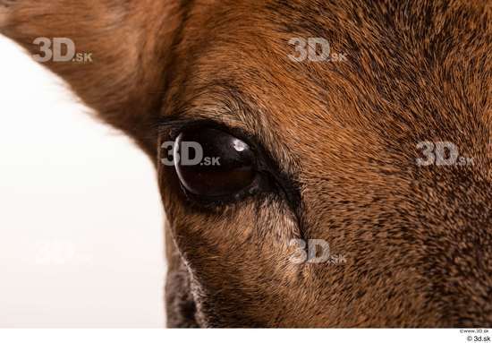 Eye Deer Animal photo references