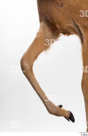 Leg Deer Animal photo references