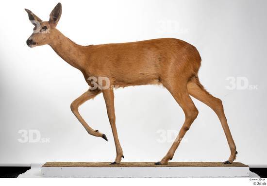 Whole Body Deer Animal photo references