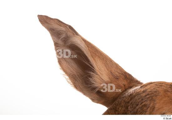 Ear Deer Animal photo references