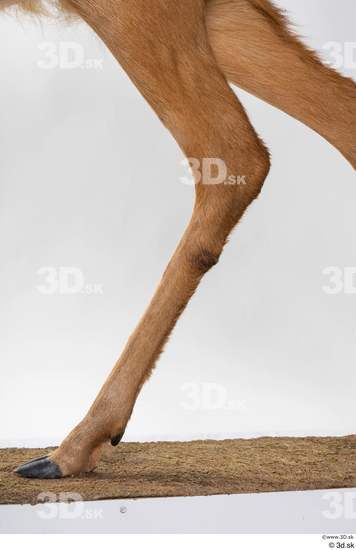 Leg Deer Animal photo references