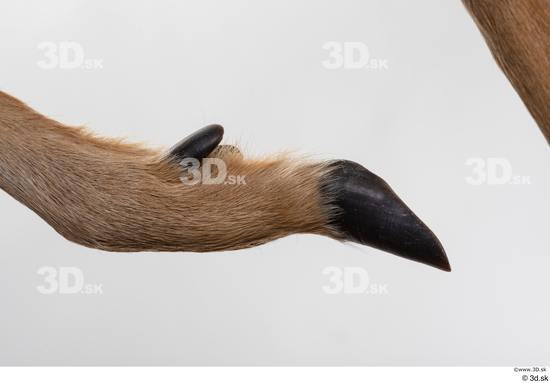 Leg Deer Animal photo references